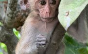 Affenbaby sitzt im Baum - Thailand for family - Thailand mit Kindern