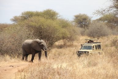Ein Elefant wandert durch die trockene Savanne, während ein Geländewagen mit Touristen in der Nähe steht.