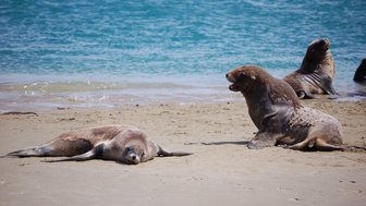 Am Strand liegen mehrere Seehunde, während einer von ihnen aufrecht sitzt und laut zu rufen scheint.