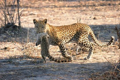 Ein Leopard trägt seine Beute, ein kleiner Antilope, durch die trockene Savanne, umgeben von spärlicher Vegetation.
