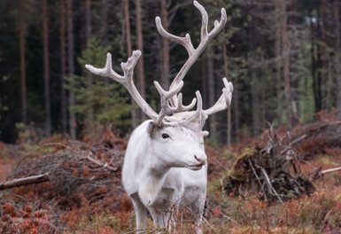 Rentiert im Wald - Finnland mit Kindern