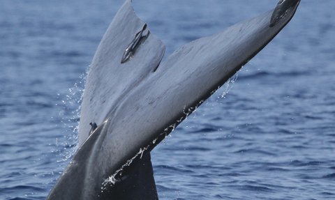 Der Schwanz eines Wals taucht vor der Küste Sri Lankas aus dem Meer auf – Sri Lanka Reise mit Kindern