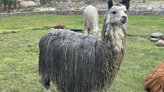 Ein graues Alpaka mit langen, lockigen Haaren steht auf einer grünen Wiese, umgeben von weiteren Alpakas und Felsen.