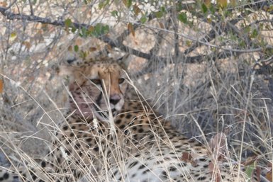 Ein Leopard liegt aufmerksam im Gebüsch und beobachtet die Landschaft - Namibia mit Kindern