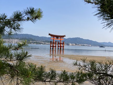 Ein rotes Torii steht majestätisch im Wasser, umgeben von sanften Wellen und grünen Kiefernzweigen im Vordergrund.