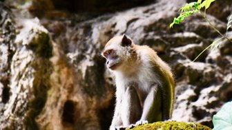 Affe sitzt ruhig auf einem moosbewachsenen Stein nahe der Batu-Höhlen – Malaysia & Borneo Familienreise