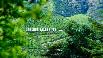 „Cameron Valley Tea“ Schriftzug ragt aus der grünen Teeplantage der Cameron Highlands hervor – Malaysia & Borneo Reise mit Kindern