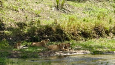 Löwinnen ruhen sich am Flussufer im Tarangire-Nationalpark – Tansania Familienreise