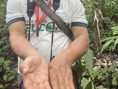 Ein Mann im Amazonas-Dschungel hält vorsichtig einen kleinen, bunten Frosch in seiner offenen Hand nach unten.