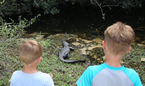 Zwei Kinder beobachten fasziniert einen Alligator, der sich am Ufer eines Gewässers sonnt, umgeben von üppigem Grün.
