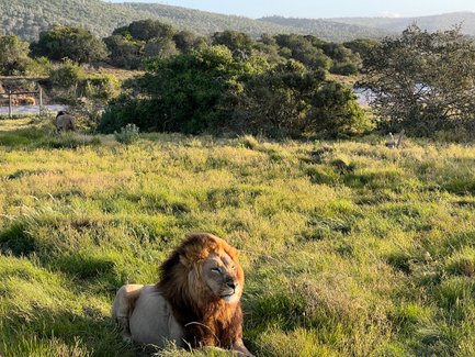 Ein Löwe sitzt majestätisch im Gras des Kariega Game Reserve – Garden Route Familienreise