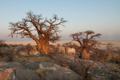 Zwei beeindruckende Baobab-Bäume stehen zwischen großen Steinen in der weiten Landschaft der Makgadikgadi-Pans.