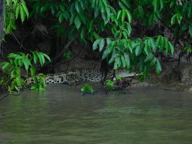 Ein Leistenkrokodil ruht regungslos am Ufer eines Dschungelflusses – Malaysia & Borneo Familienreise
