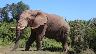 Mächtiger Elefant im Addo Nationalpark steht in der grünen Savanne – Garden Route mit Kindern