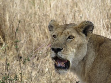 Detaillierte Nahaufnahme einer Löwin in der Savanne – Tansania Reise mit Kindern