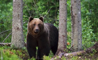 Braunbär im Wald - Estland mit Kindern