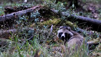 Ein Marderhund sitzt im Gras und blickt neugierig in die Kamera, umgeben von Moos und kleinen Pflanzen.