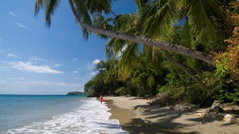 Ein ruhiger Strand mit sanften Wellen, umgeben von üppigen Palmen und grünem Laub, unter einem strahlend blauen Himmel.