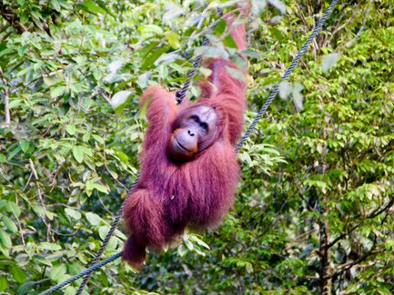 Ein Orang-Utan schwingt sich im Semenggoh Wildlife Center – Malaysia & Borneo Reise mit Kindern