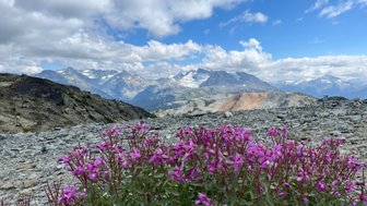 Bunte, pinke Blumen blühen vor einer beeindruckenden Berglandschaft unter einem bewölkten Himmel.