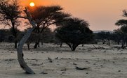 Die untergehende Sonne strahlt orangefarbenes Licht über eine trockene Landschaft mit verdorrten Bäumen und Sträuchern.