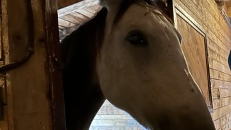 Ein Pferd schaut neugierig aus seiner Box, umgeben von warmem Holz und sanftem Licht, das die Szene beleuchtet.
