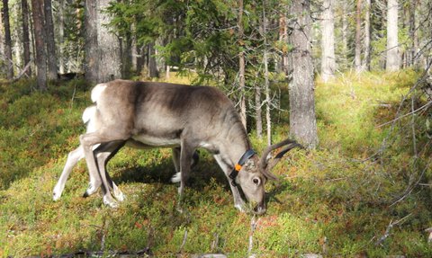 Ein Rentier grast in einem grünen Wald, umgeben von hohen Bäumen und buntem Unterholz.