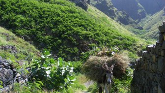 Ein Esel trägt eine große Ladung Gras auf einem schmalen Pfad zwischen üppigem, grünem Pflanzenbewuchs.