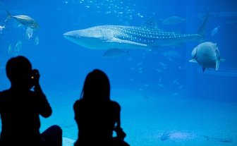 Zwei Personen sitzen am Rand eines Aquariums und beobachten einen majestätischen Walhai, der durch das Wasser schwimmt.