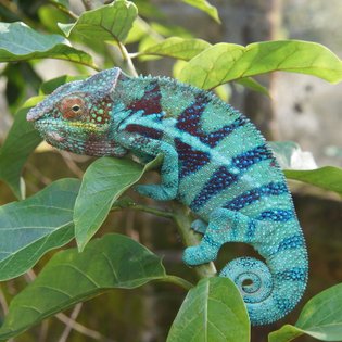 Ein lebhaft gefärbter Chamäleon sitzt auf einem grünen Blatt, umgeben von einer natürlichen Umgebung mit sanftem Licht.