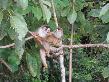 Neugierige Totenkopfaffen-Jungtiere im Regenwald – Costa Rica Familienreise
