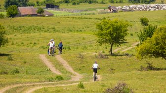 Drei Radfahrer fahren auf einem schmalen Weg durch eine grüne Landschaft mit sanften Hügeln und Bäumen.