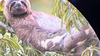 Ein Faultier entspannt sich lässig auf einem Ast, umgeben von üppigem grünem Laub und einem sanften Hintergrund.