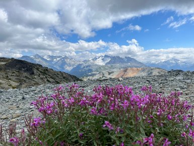 Bunte, pinke Blumen blühen vor einer beeindruckenden Berglandschaft unter einem bewölkten Himmel.