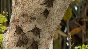 Nasenfledermäuse ruhen an einem Baum im Regenwald – Costa Rica Reise mit Kindern