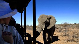 Ein Elefant steht direkt neben einem Jeep - Namibia Familienurlaub
