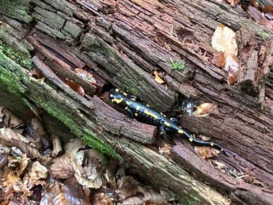 Ein schwarzer Salamander mit gelben Flecken liegt auf einem moosbedeckten Baumstamm im Wald, umgeben von Laub.
