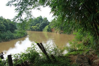 Ein ruhiger Fluss schlängelt sich durch üppige grüne Vegetation, umgeben von dichten Bäumen und Sträuchern.