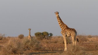 Eine Giraffenmutter steht fürsorglich neben ihrem Jungtier - Eine Giraffe überquert ruhig eine staubige Straße - Namibia Rundreise mit Kindern