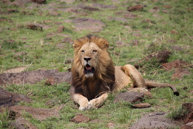 Ein majestätischer Löwe liegt entspannt auf dem grünen Gras, umgeben von großen Steinen und einer ruhigen Landschaft.