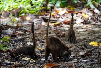 Mehrere Nasenbären fressen im Corcovado-Nationalpark – Costa Rica mit Kindern