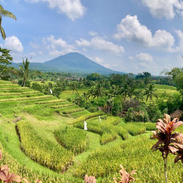 Weite, grüne Reisterrassen von Jatiluwih auf Bali – Bali Familienreise