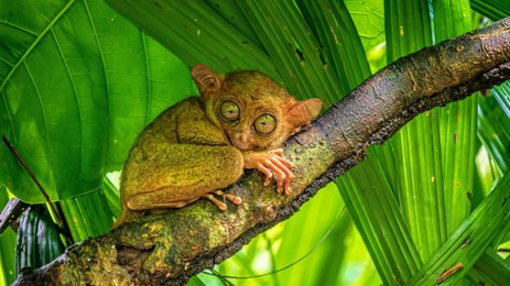 Ein süßer Tarsier mit großen grünen Augen sitzt entspannt auf einem Baumstamm, umgeben von üppigem Blätterwerk.
