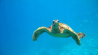 Eine Wasserschildkröte schwimmt elegant durch das klare, blaue Wasser, ihre Flossen weit ausgebreitet.
