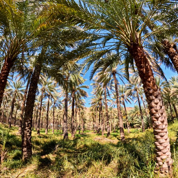 Hohe Palmen im Dorf Birkat Al Mauz – Oman Familienreise