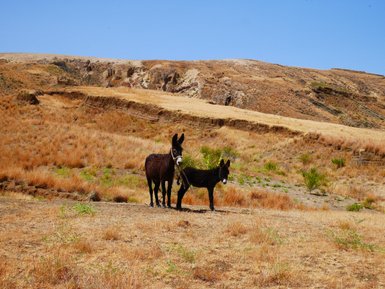 Zwei Esel stehen in einer trockenen, offenen Landschaft mit trockenen Grassträuchern und leichten Hügeln im Hintergrund.