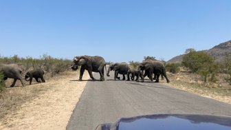 Eine Elefantenherde überquert gemütlich eine Straße im Krüger-Nationalpark – Südafrika Reise mit Kindern