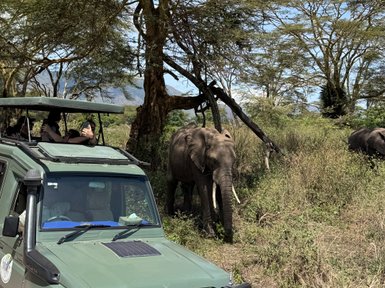 Elefanten spazieren direkt am Jeep vorbei im Ngorongoro-Krater – Tansania Reise mit Kindern