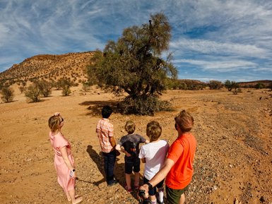 Ziegen klettern auf einen Baum in der Landschaft rund um Taroudant – Familienurlaub in Marokko