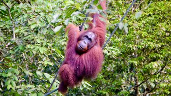 Ein Orang-Utan schwingt sich im Semenggoh Wildlife Center – Malaysia & Borneo Reise mit Kindern